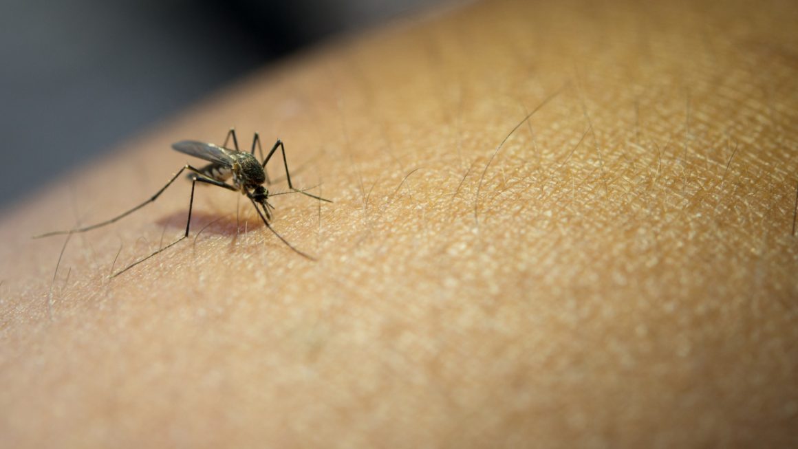 Co na ukaszenie komara? Domowe sposoby